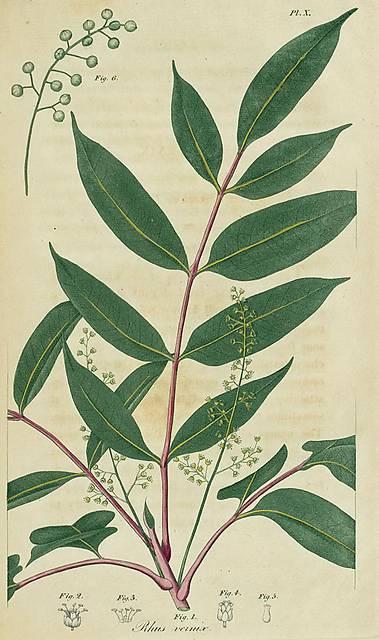 Pl. 10. Rhus vernix