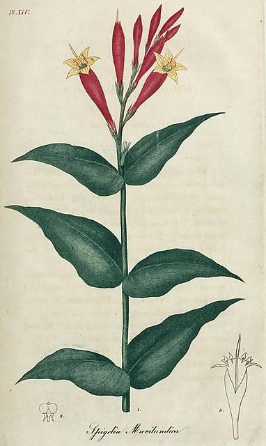 Pl. 14. Spigelia marilandica.