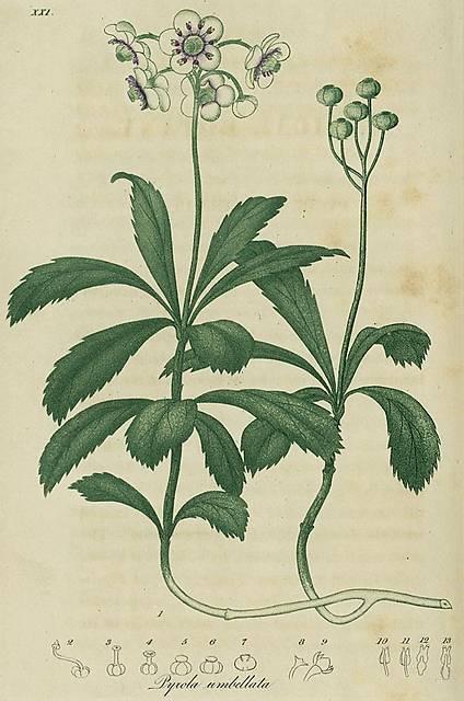 Pl. 21. Pyrola umbellata.