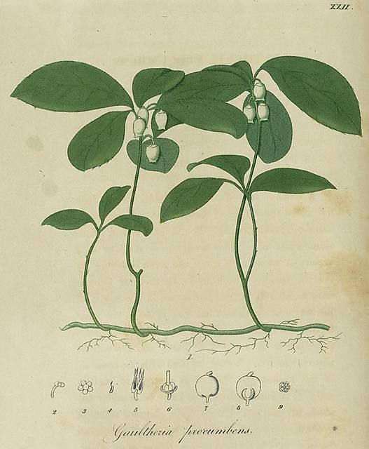 Pl. 22. Gaultheria procumbens.