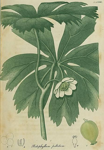 Pl. 23. Podophyllum peltatum.