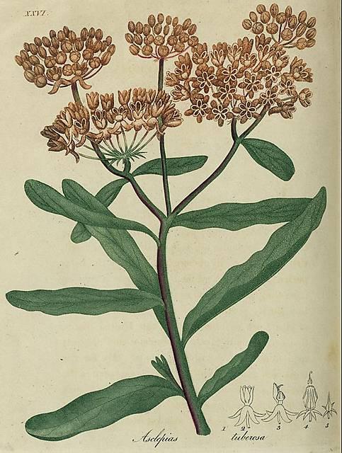 Pl. 26. Asclepias tuberosa.