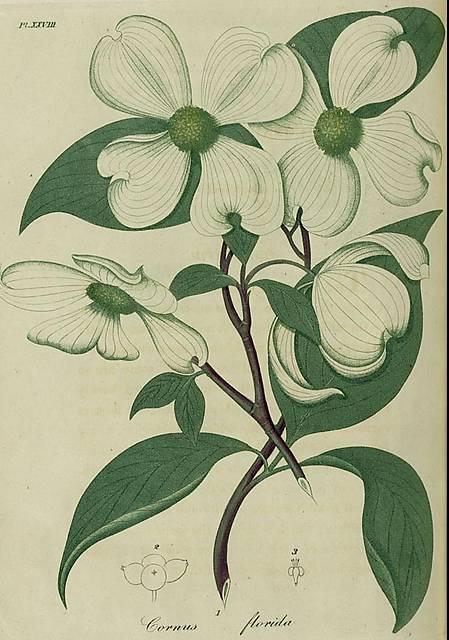 Pl. 28. Cornus florida.