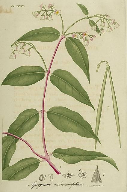 Pl. 36. Apocynum androsaemifolium.