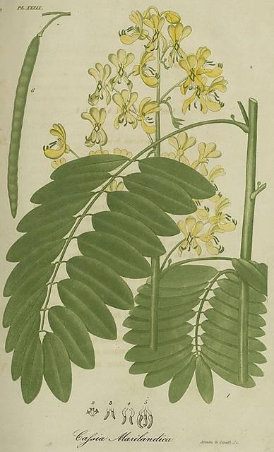 Pl. 39. Cassia marilandica.