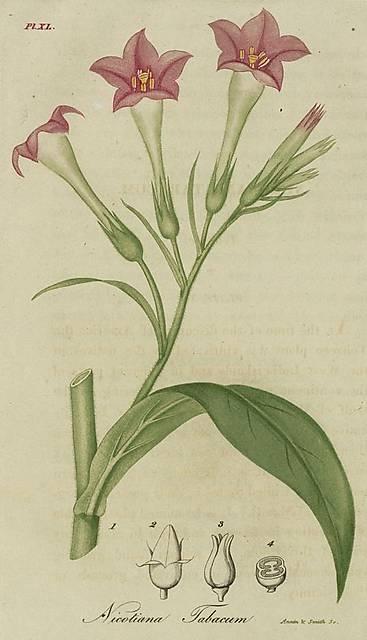 Pl. 40. Nicotiana tabacum.