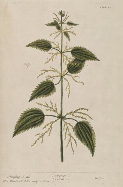 012c Stinging Nettle.