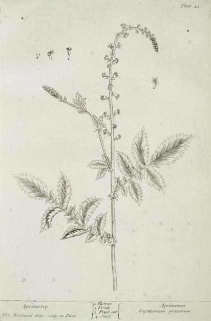 021 Agrimony.