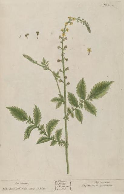 021c Agrimony.