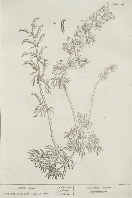 026 Lark Spur.