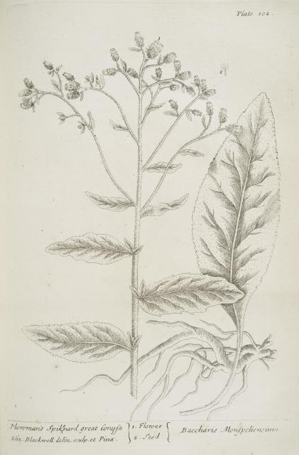 102 Plowman Spikenard.