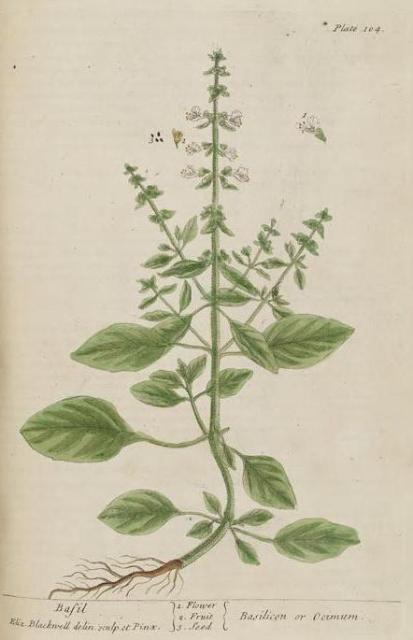 104c Basil.