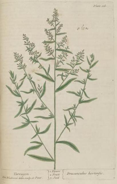 116c Tarragon.