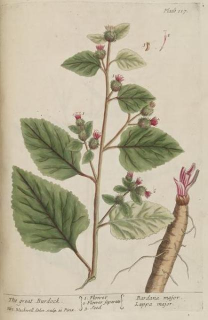 117c Great Burdock.