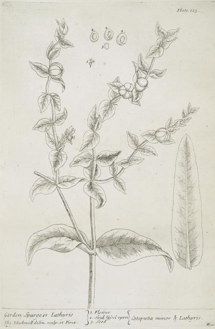 123 Garden Spurge.