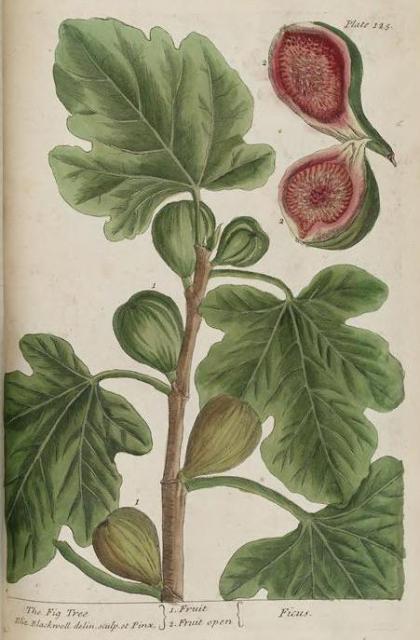 125c Fig.