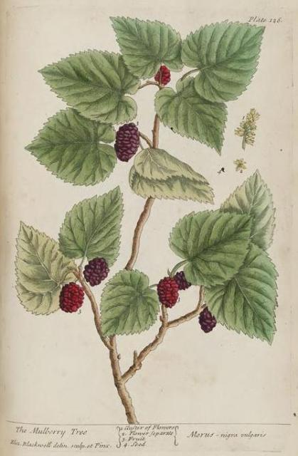 126c Mulberry Tree.