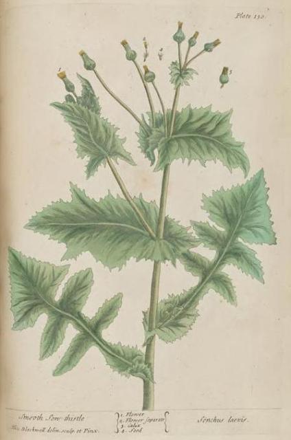 130c Smooth Sow Thistle.