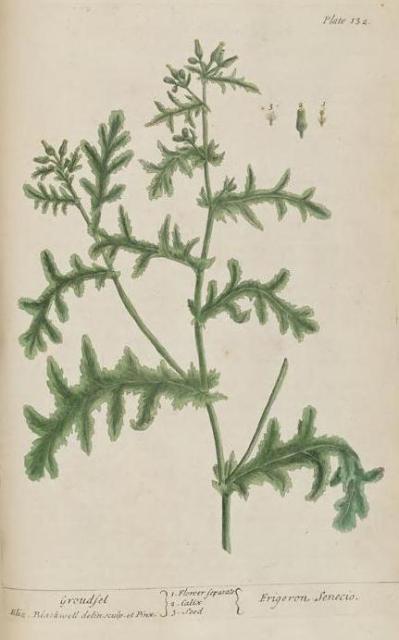 132c Groundsel.