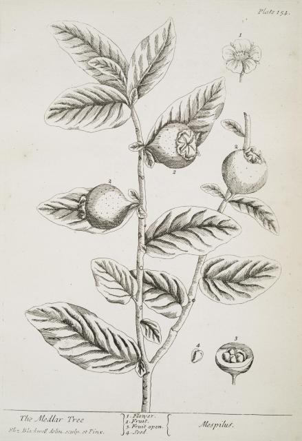 154 Medlar Tree.