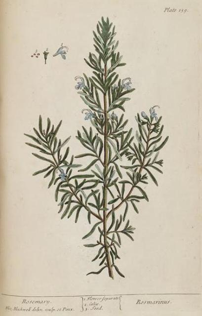 159c Rosemary.