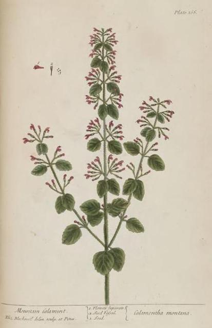 166c Mountain Calamint.