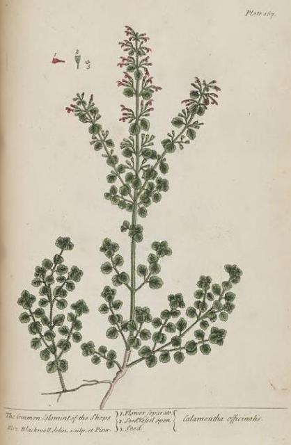 167c Common Calamint.