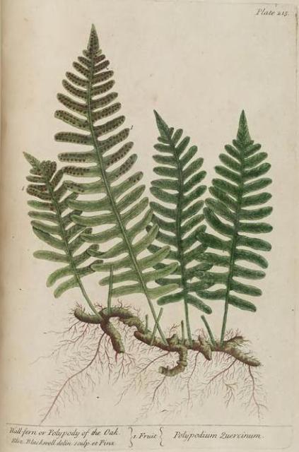 215c Wall Fern.