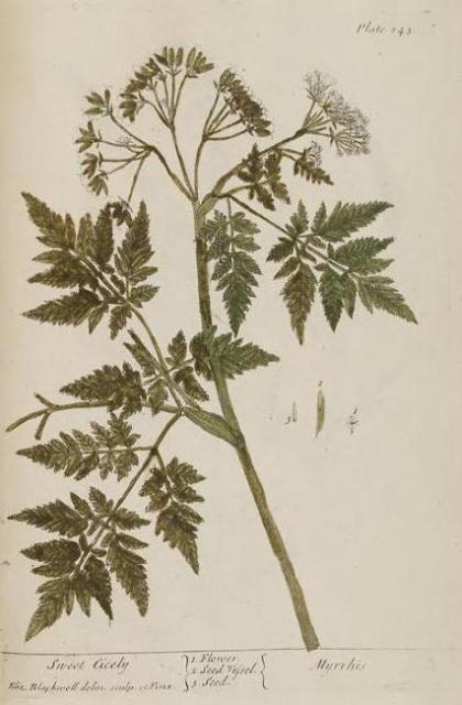 243c Sweet Cicely.