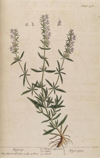 296c Hyssop.