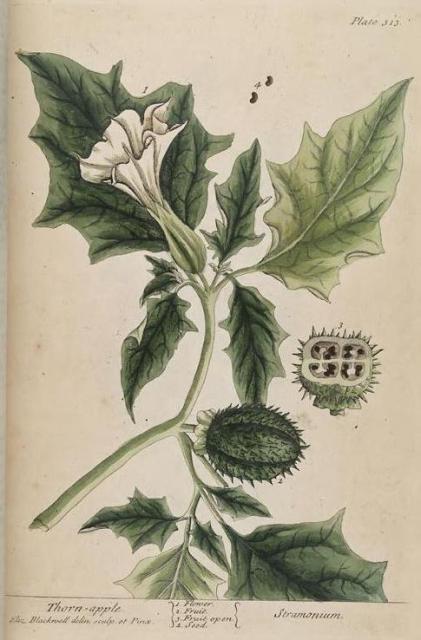 313c Thorn Apple.