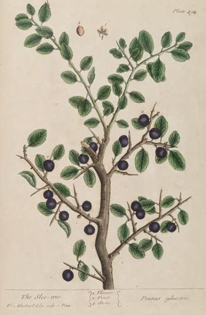 494c Sloe Tree.