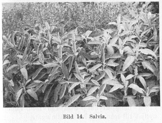 Bild 14. Salvia.