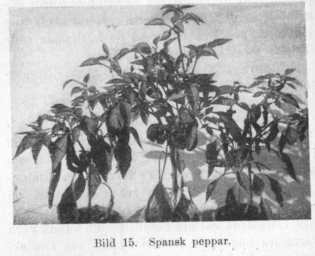 Bild 15. Spansk peppar.