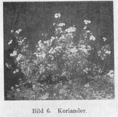 Bild 06. Koriander.