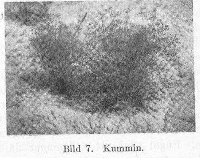 Bild 07. Kummin.