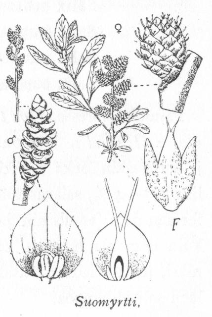 016. Suomyrtti.