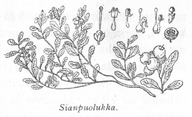 048. Sianpuolukka.