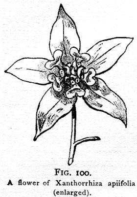 Fig. 100. A flower of Xanthorrhiza apiifolia.