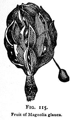 Fig. 115. Fruit of Magnolia glauca.