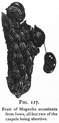 Fig. 117. Fruit of Magnolia acuminata.