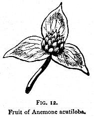 Fig. 12. Fruit of Anemone acutiloba.