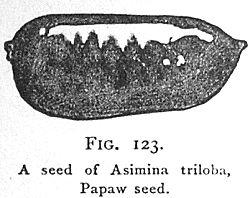 Fig. 123. A seed of Asimina triloba