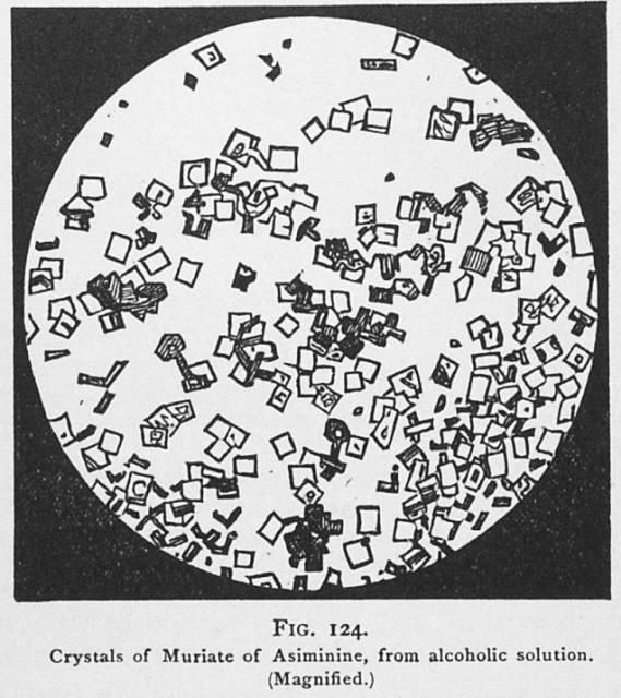 Fig. 124. Crystals of Murate of Asiminine,