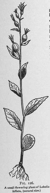 Fig. 126. A small flowering plant