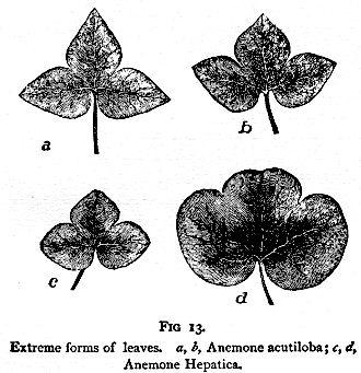 Fig. 13. Extreme forms of leaves.