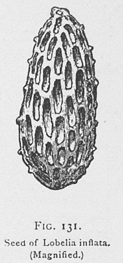 Fig. 131. Seed of Lobelia inflata.