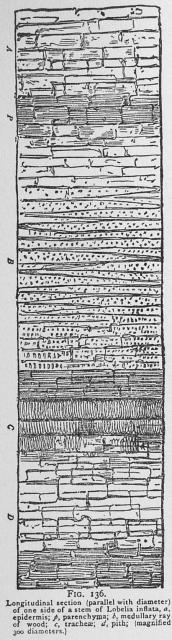 Fig. 136. Longitudinal section