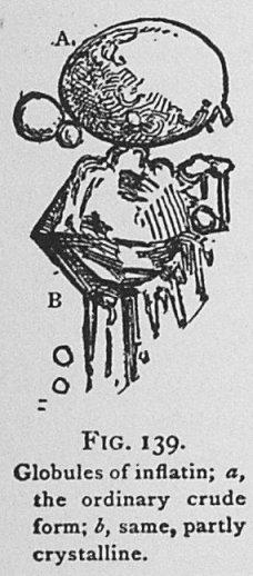 Fig. 139. Globules of inflatin;