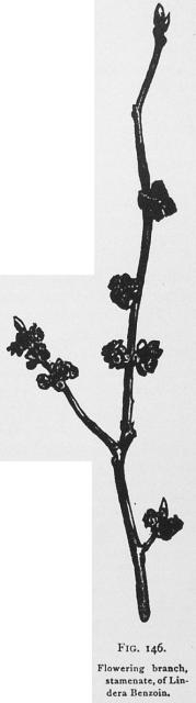 Fig. 146. Flowering branch, stamenate